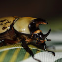Eastern Hercules Beetle