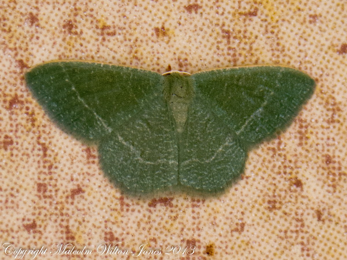 Etruscan Viridian Moth