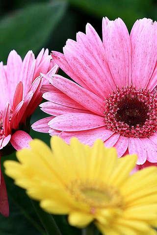 Gerbera Puzzle