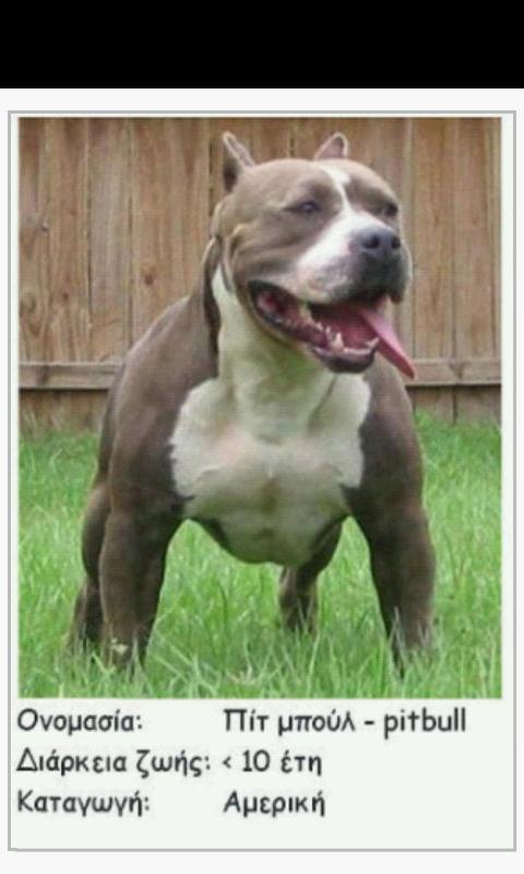 Ράτσες Σκύλων - Dog Breeds - screenshot