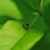 Nympf of the green shield bug
