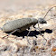 Spotted Blister Beetle