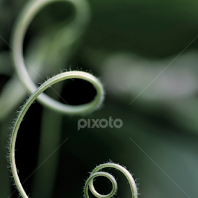 Tendril by Youssef Elboukhari - Nature Up Close Other plants