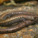 Slender salamander