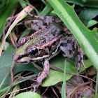 Perez's Frog