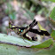 Formosanus Monkeyhopper