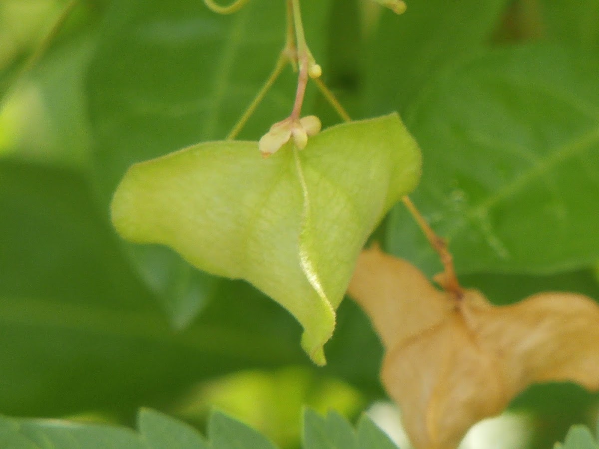 Balloon Vine