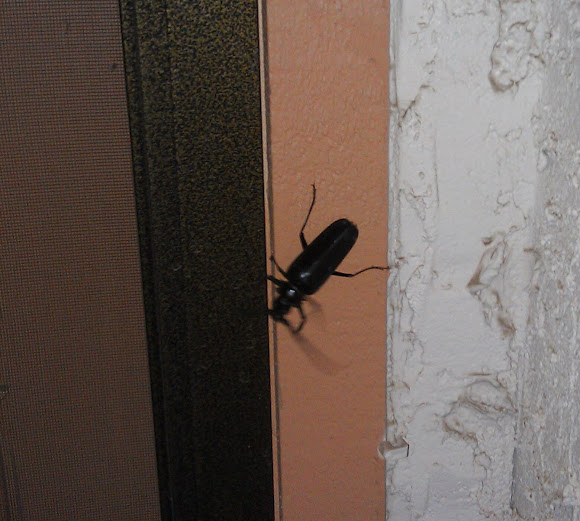 Palo Verde beetle Project Noah
