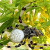 Shamrock Orb Weaver Spider