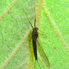 Black mayfly