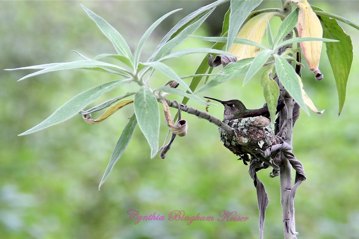 (Nesting) Anna's Hummingbird