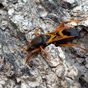 Unknown Assassin Bug