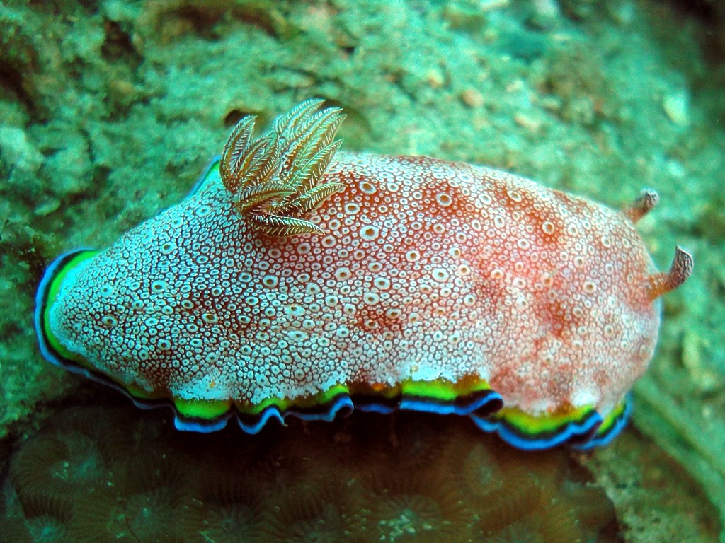 White-spotted Nudibranch