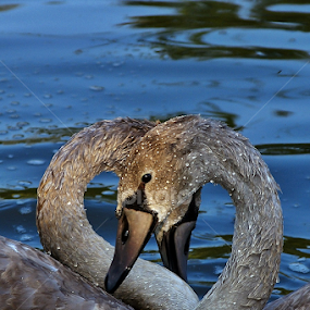 Swans II by Zoran Rudec - Animals Birds
