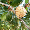 Wasp Galls on Live Coast Oak