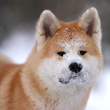 The Akita Dog Live Wallpaper logo