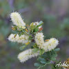 Blackbrush Acacia