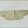 Scopula Geometrid Moth