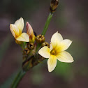 Lirio del Cerro / Satin Flower