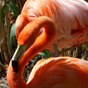 Caribbean Flamingo