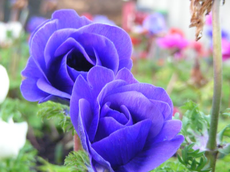 Purple Poppy