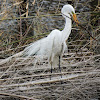 Great egret in breeding plumage