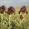 Dark Brown Iris