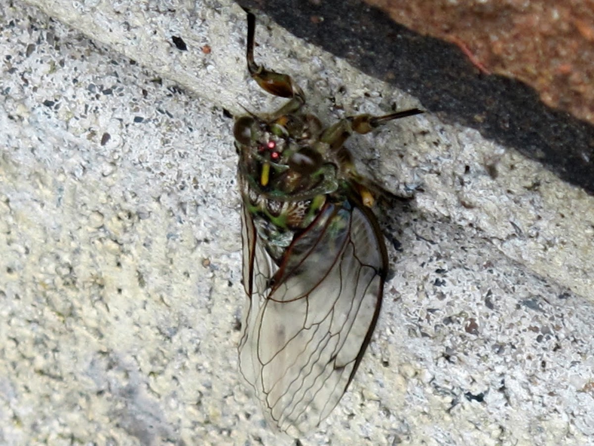Chorus Cicada