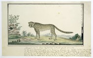 Acinonyx jubatus (Cheetah)