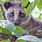 Himalayan Palm Civet