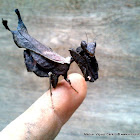 Withered leaf mantis (mantis hoja seca).