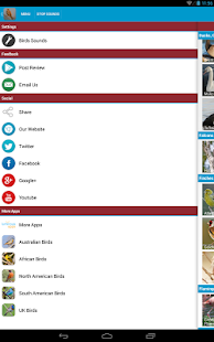 Spanish Birds Sounds Screenshots 7