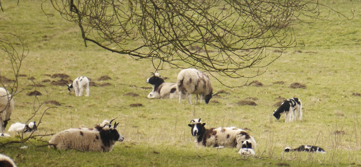 Jacob Sheep (and Lambs)