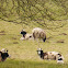 Jacob Sheep (and Lambs)