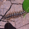 Silkmoth Caterpillar