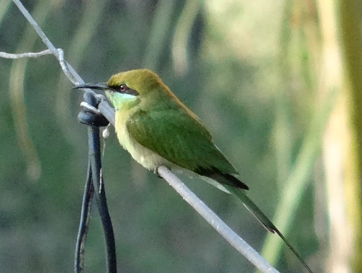 Green Bee Eater