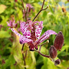 Toad lily  