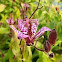 Toad lily  