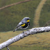 Yellow-rumped Warbler - Audubon's