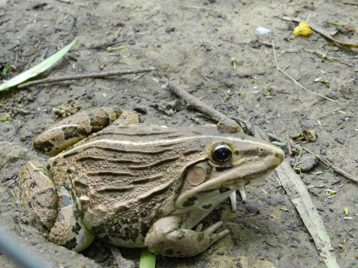 Indian Bullfrog