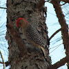 Red-Bellied Woodpecker ♂