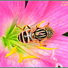 Spotted-eye Hoverfly