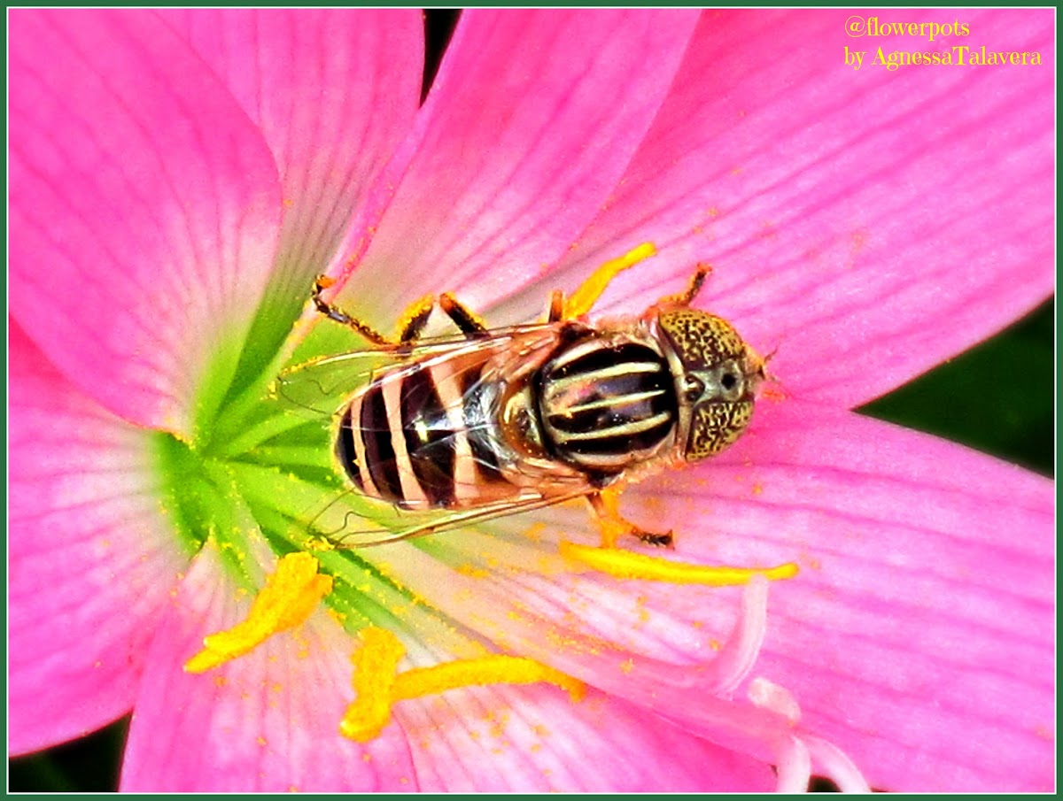 Spotted-eye Hoverfly