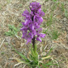 Green-winged Orchid / Salep,Kukovec