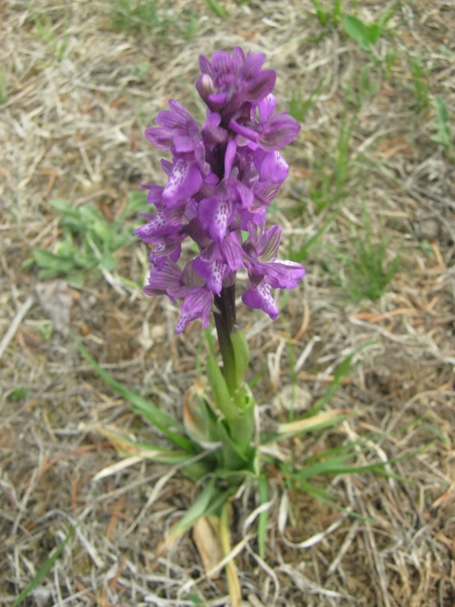 Green-winged Orchid / Salep,Kukovec