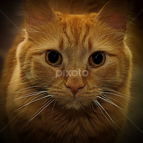 Daisy's Photo by Susan Farris - Animals - Cats Portraits