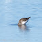 Dunlin; Correlimos Común