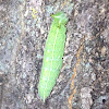 Hackberry emperor (larva)