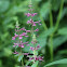 Cooley's Hedge-Nettle