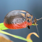 Leaf beetle